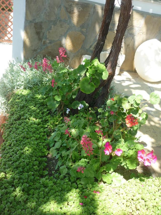 Guest House Harmony Veliko Tŭrnovo Exterior photo